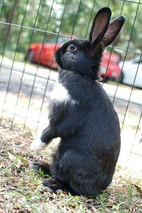 Tampa bay best sale house rabbit rescue