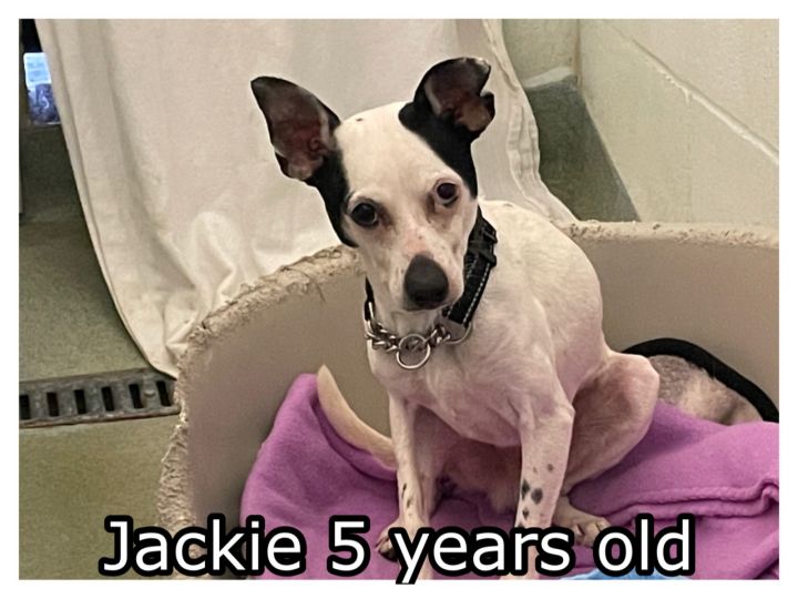 Jackie, an adopted Mixed Breed in Ravenna, OH_image-1