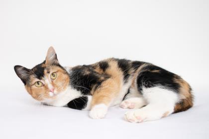 Stephanie, an adopted Domestic Short Hair Mix in Caldwell, ID_image-1