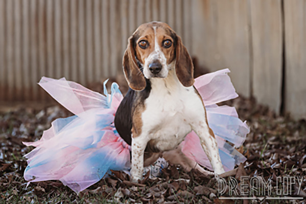 Athena, an adoptable Beagle Mix in Owensboro, KY_image-1