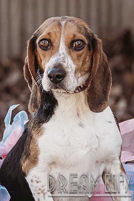 Athena, an adoptable Beagle Mix in Owensboro, KY_image-2