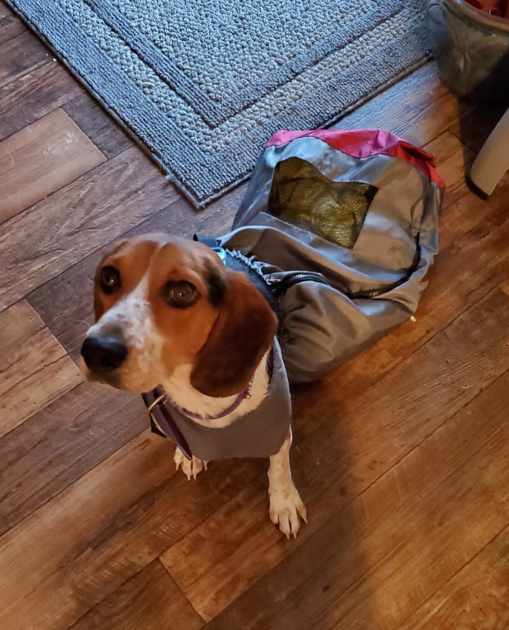 Athena, an adoptable Beagle in Owensboro, KY, 42303 | Photo Image 3