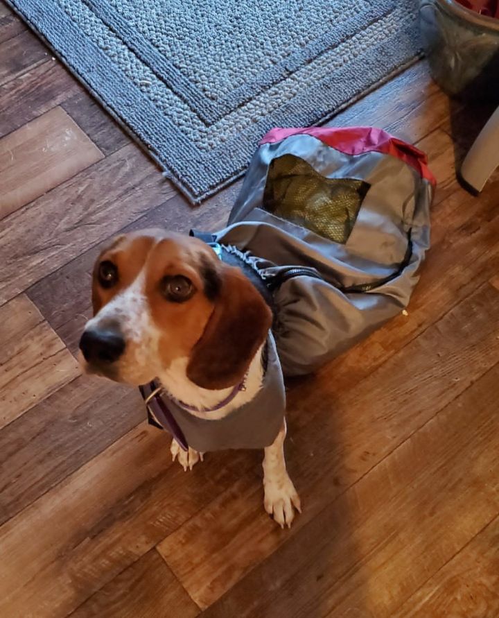 Athena, an adoptable Beagle Mix in Owensboro, KY_image-3