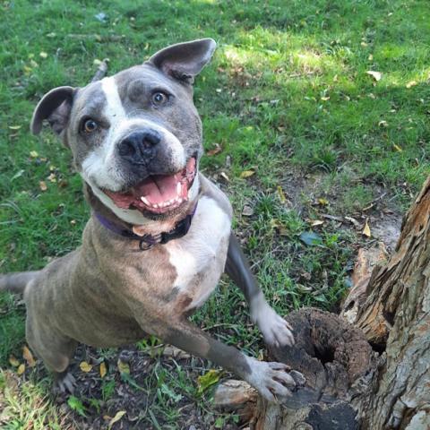 Harley, an adoptable Pit Bull Terrier in Liberty, IN, 47353 | Photo Image 1