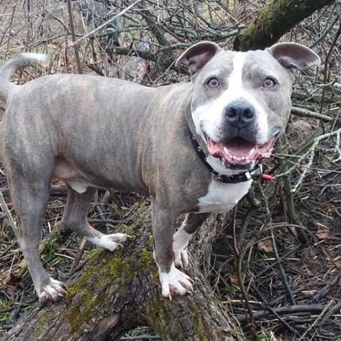 Harley, an adoptable Pit Bull Terrier in Liberty, IN, 47353 | Photo Image 3