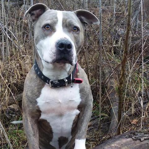 Harley, an adoptable Pit Bull Terrier in Liberty, IN, 47353 | Photo Image 4