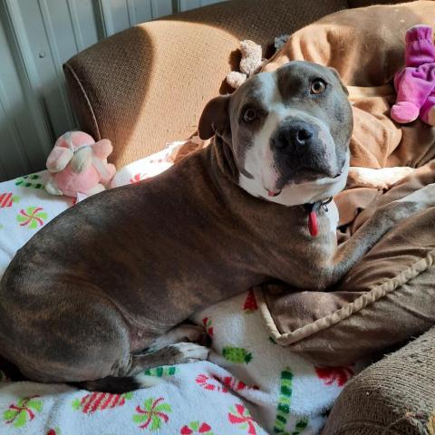 Harley, an adoptable Pit Bull Terrier in Liberty, IN, 47353 | Photo Image 5