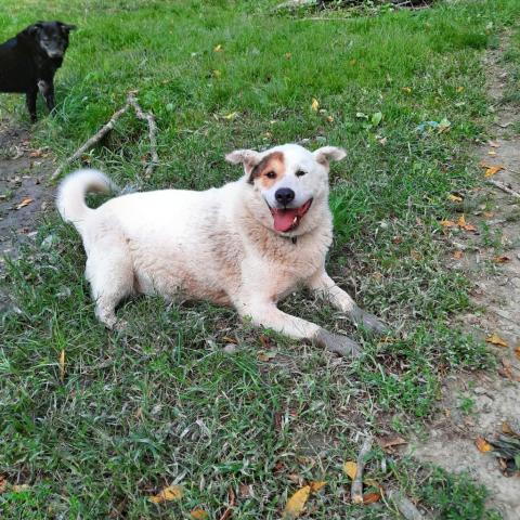 Akita pyrenees sale mix