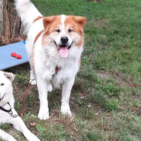 Dog for adoption - Katie, an Akita & Great Pyrenees Mix in Liberty, IN ...