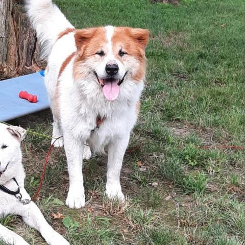 Katie, an adoptable Akita, Great Pyrenees in Liberty, IN, 47353 | Photo Image 2