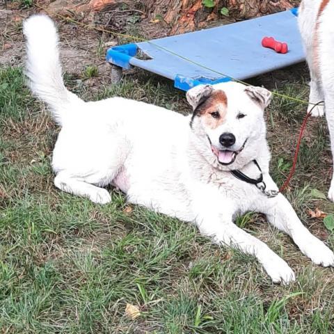 Great pyrenees sale akita mix puppies