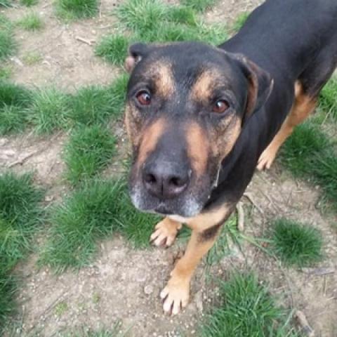 Mick, an adoptable Rottweiler, Pit Bull Terrier in Liberty, IN, 47353 | Photo Image 1