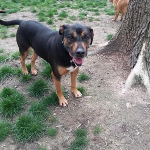 Mick, an adoptable Rottweiler, Pit Bull Terrier in Liberty, IN, 47353 | Photo Image 2