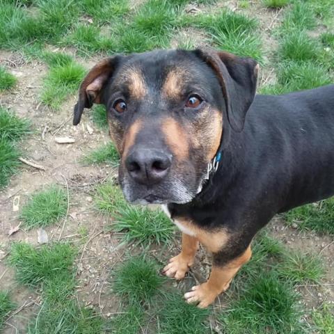 Mick, an adoptable Rottweiler, Pit Bull Terrier in Liberty, IN, 47353 | Photo Image 3