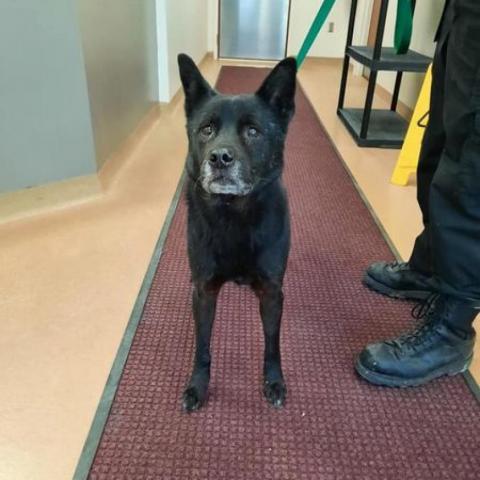 Mia, an adoptable Chow Chow, Shepherd in Liberty, IN, 47353 | Photo Image 2