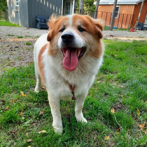 Joey, an adoptable Great Pyrenees, Akita in Liberty, IN, 47353 | Photo Image 1