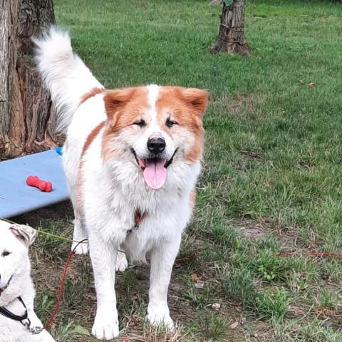 Joey, an adoptable Great Pyrenees, Akita in Liberty, IN, 47353 | Photo Image 3