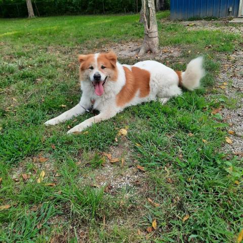 Joey, an adoptable Great Pyrenees, Akita in Liberty, IN, 47353 | Photo Image 4