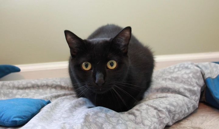 Collins, an adopted Domestic Short Hair in Charlotte, NC_image-3