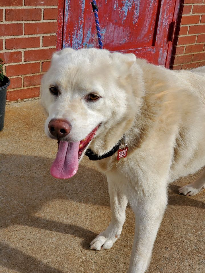 Bones, an adopted Husky Mix in Columbia, SC_image-3