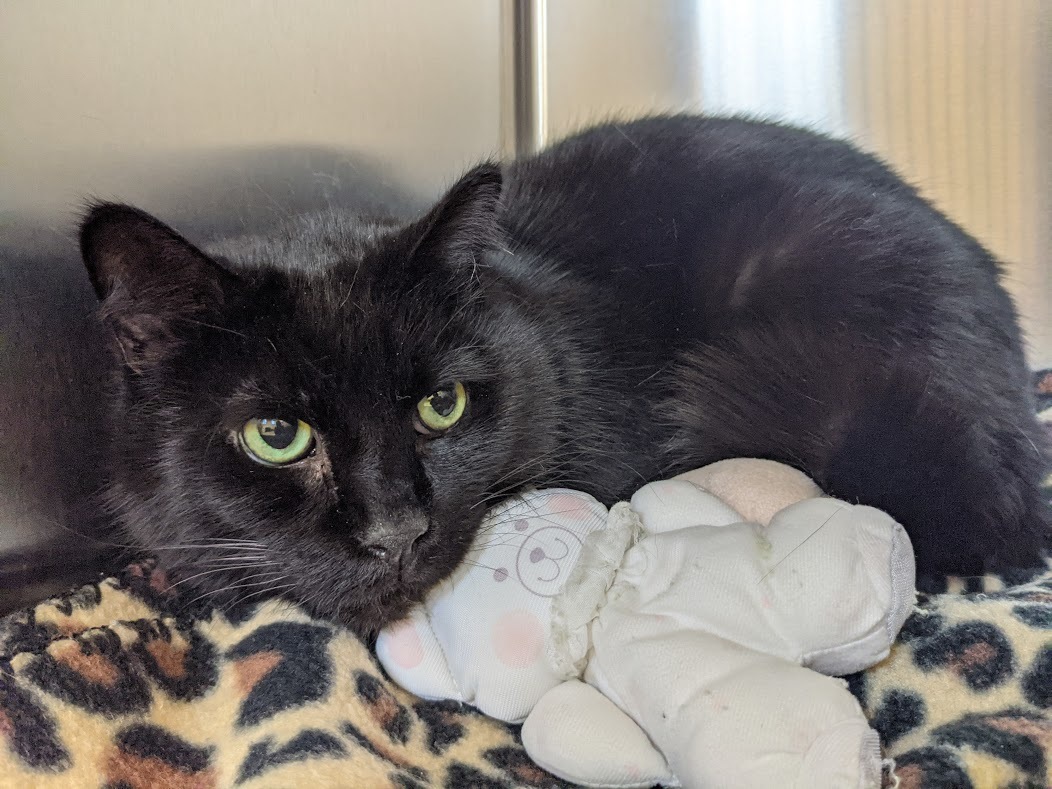 Sisco, an adoptable Domestic Short Hair in Fremont, MI, 49412 | Photo Image 2