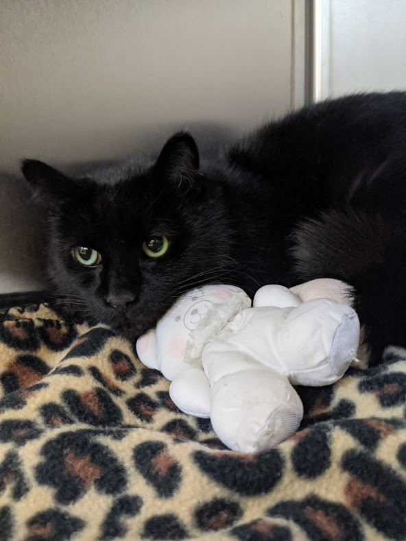 Sisco, an adoptable Domestic Short Hair in Fremont, MI, 49412 | Photo Image 3