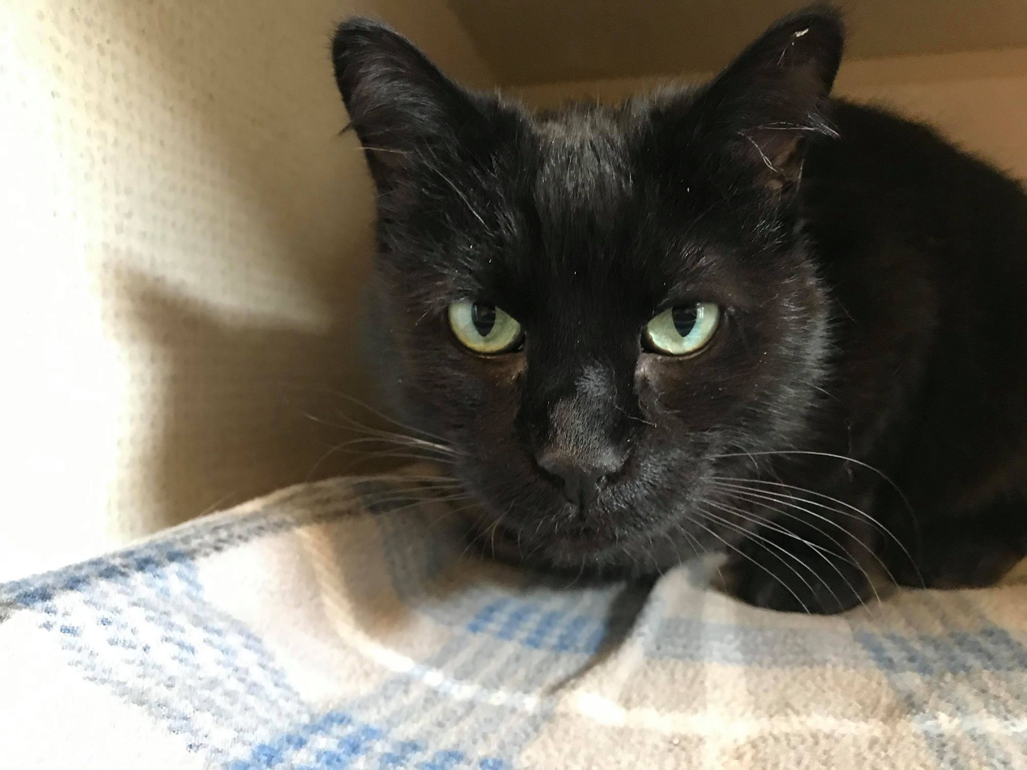 Sisco, an adoptable Domestic Short Hair in Fremont, MI, 49412 | Photo Image 4