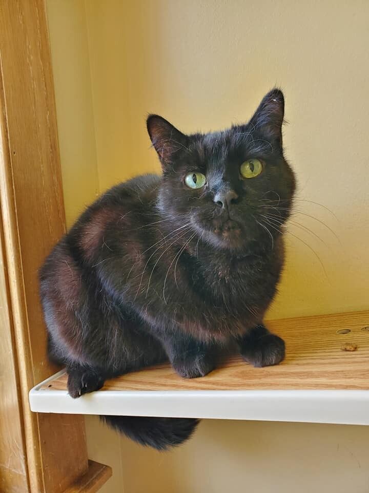 Sisco, an adoptable Domestic Short Hair in Fremont, MI, 49412 | Photo Image 1