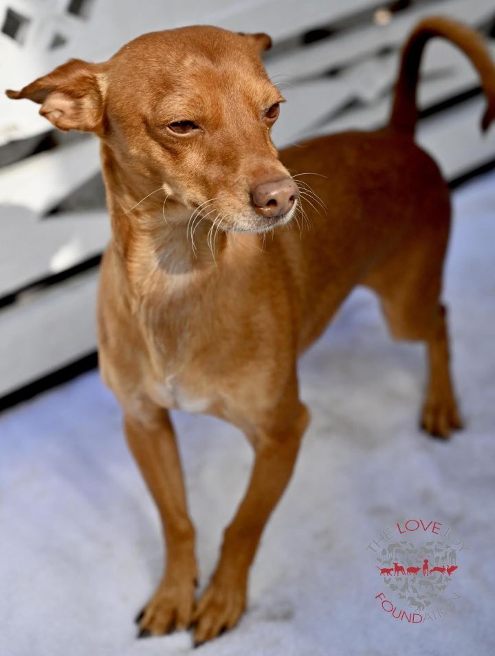 Lucky Dog, an adopted Manchester Terrier in Inglewood, CA_image-1