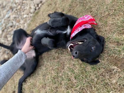 Robin, an adopted Labrador Retriever & Border Collie Mix in Caldwell, ID_image-5
