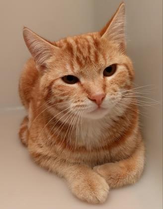 Cheeto, an adopted Domestic Short Hair Mix in Caldwell, ID_image-1