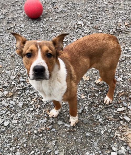 Dog For Adoption Caleb An Australian Cattle Dog Blue Heeler Mountain Cur Mix In Nashville Tn Petfinder