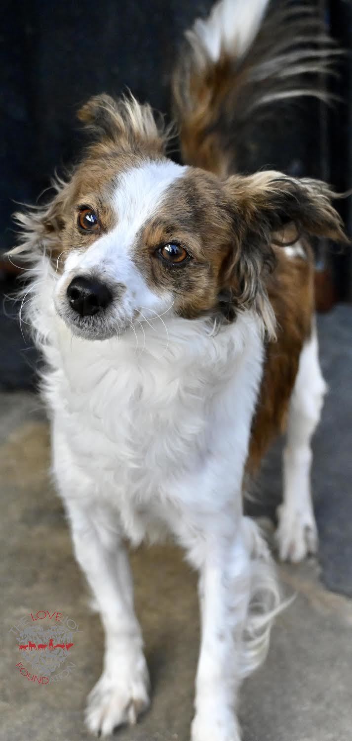 Maxwell, an adopted Papillon Mix in Inglewood, CA_image-1