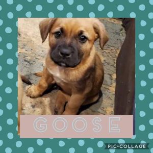 Goose