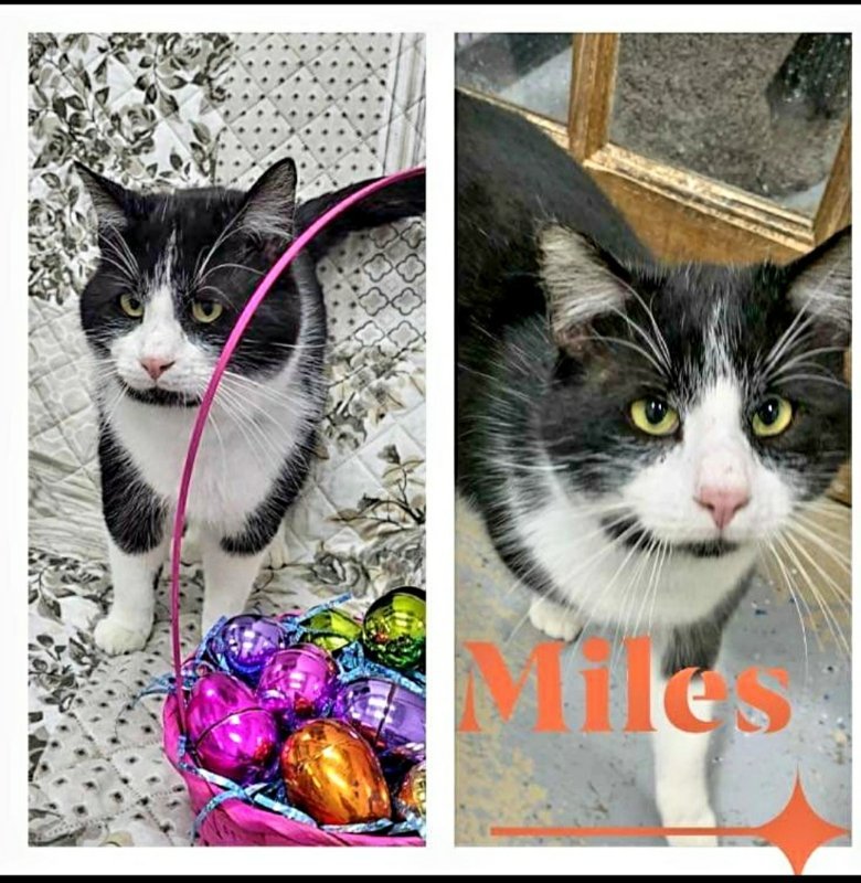 Miles 2, an adoptable American Shorthair in Mount Vernon, IN, 47620 | Photo Image 1