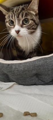 Chamomile, an adopted Domestic Short Hair in Munster, IN_image-1