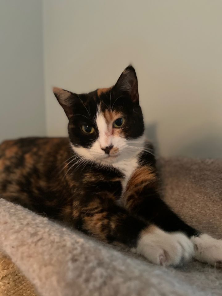 Pretty Little Mama, an adopted Calico in Highland Park, NJ_image-4