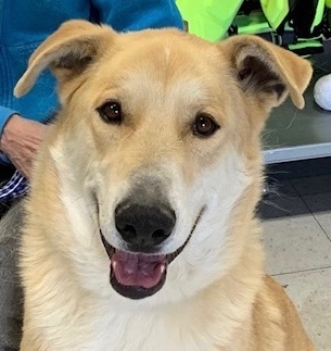 Jindo golden 2024 retriever mix