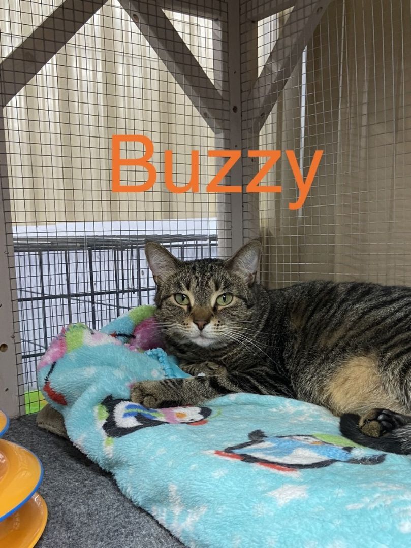 Buzzy, an adoptable Tabby, Domestic Short Hair in Euclid, OH, 44132 | Photo Image 1