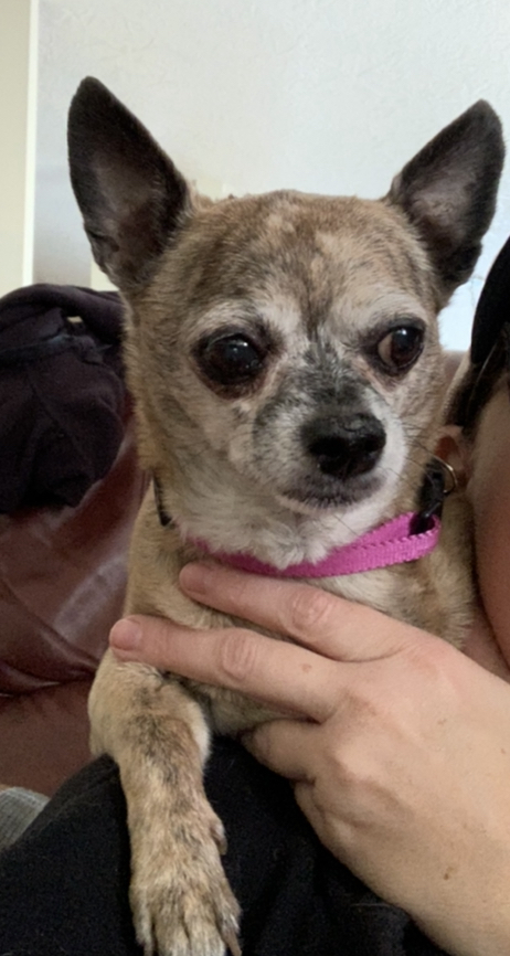 Sissy, an adopted Chihuahua in Boise, ID_image-2