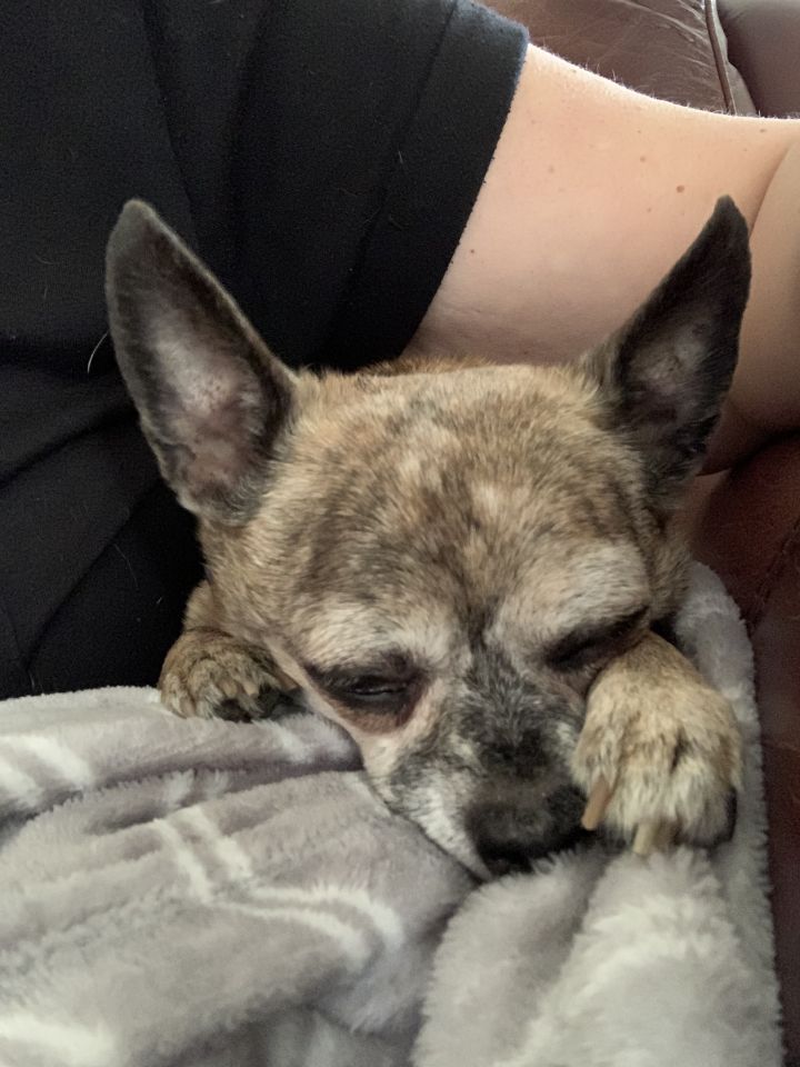 Sissy, an adopted Chihuahua in Boise, ID_image-3
