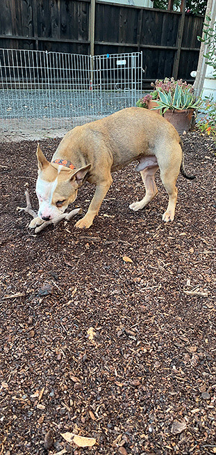 Maynard, an adopted Pit Bull Terrier Mix in Oakland, CA_image-4