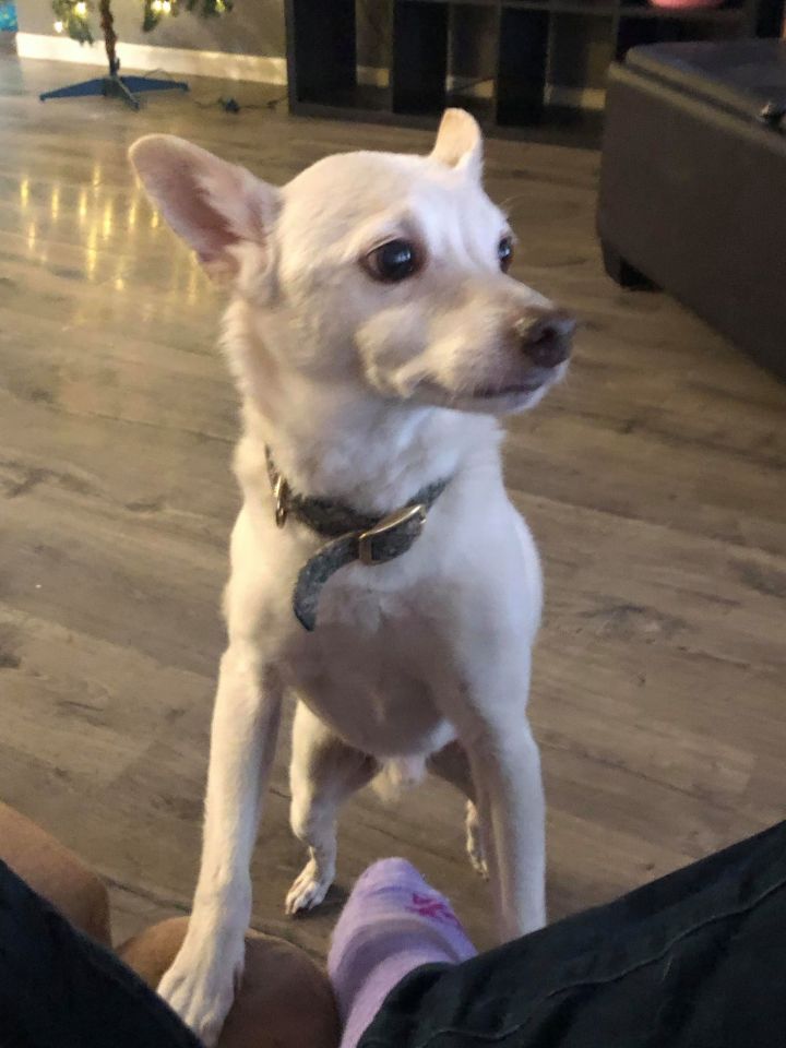 Casper, an adopted Chihuahua in Boise, ID_image-2