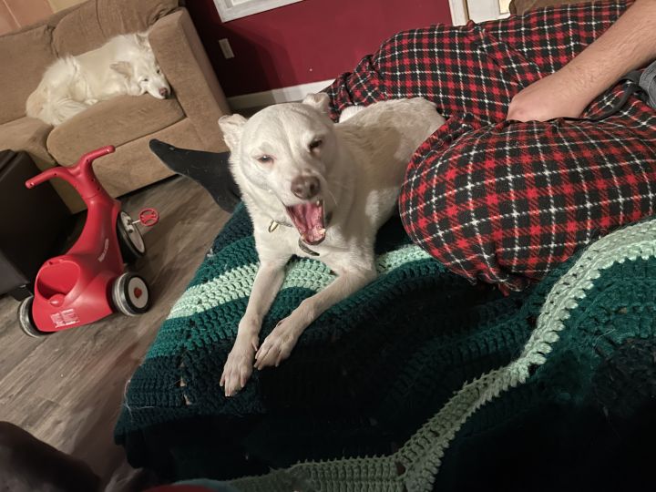 Casper, an adopted Chihuahua in Boise, ID_image-1