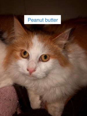 Peanut butter