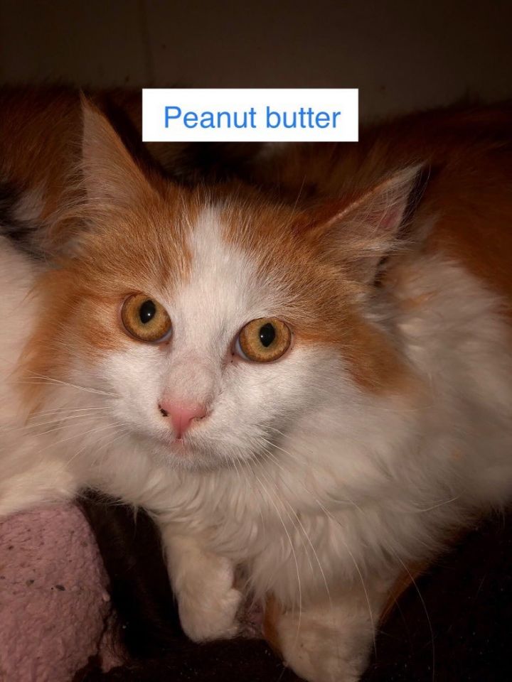 Peanut butter 1