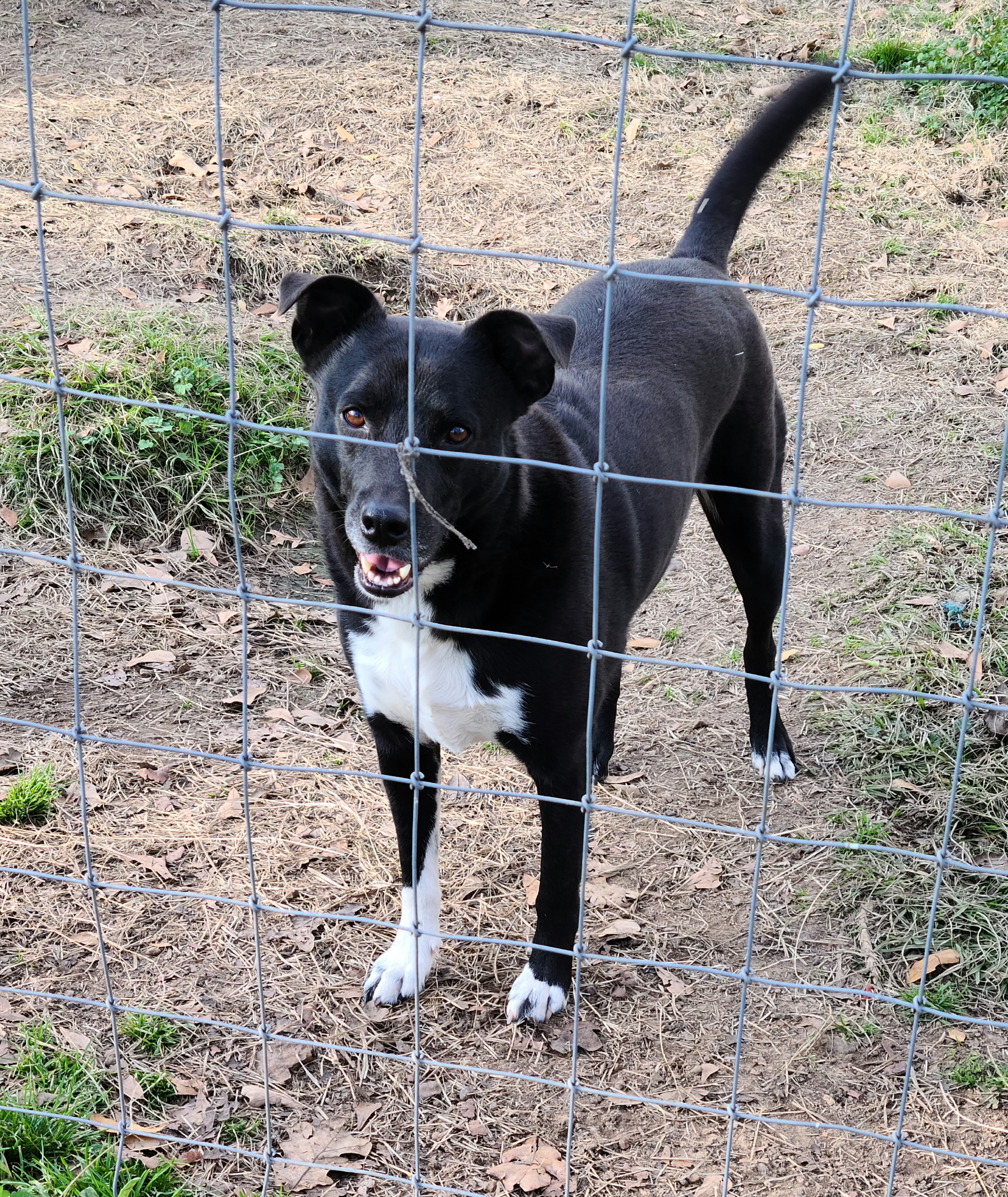 Levi, an adoptable Labrador Retriever, Border Collie in Buffalo, TX, 75831 | Photo Image 1