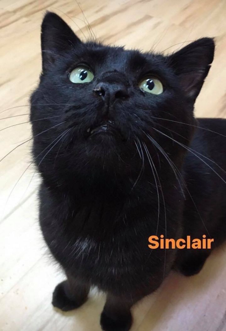 Sinclair 1