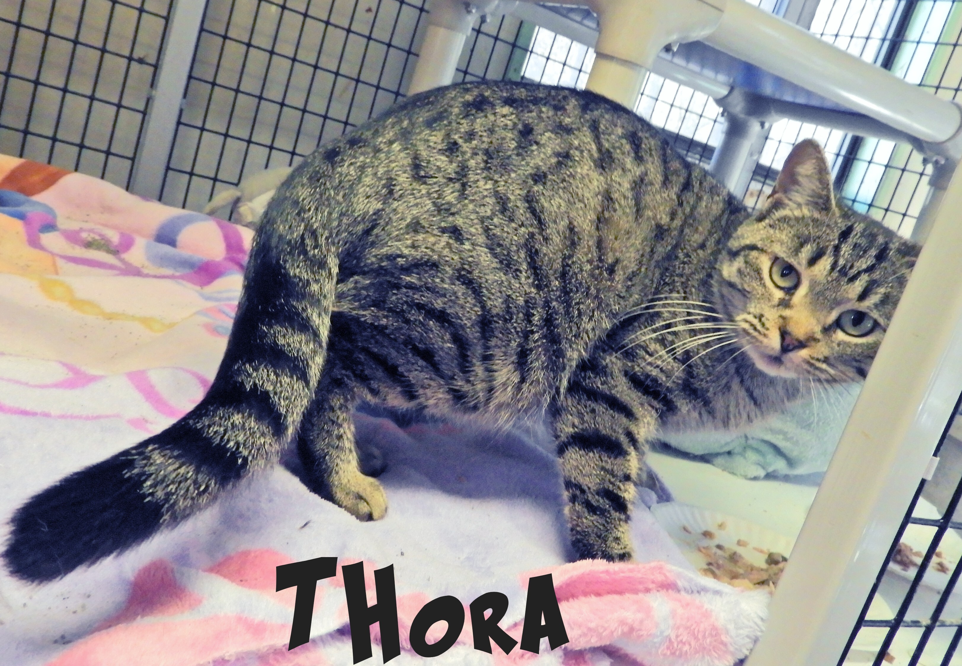 Thora, an adoptable Domestic Short Hair in Macon, GA, 31220 | Photo Image 2