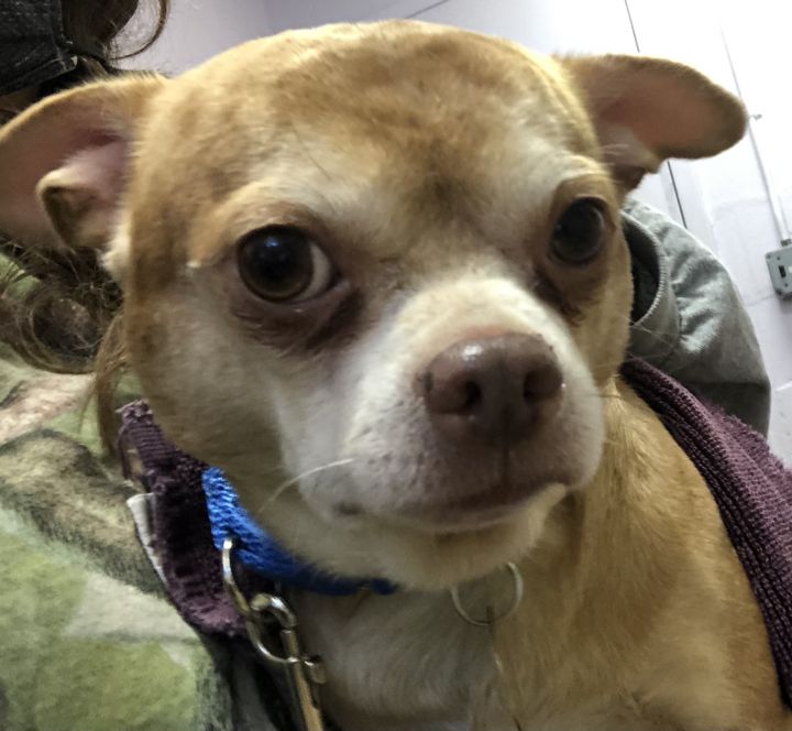 Prancer, an adopted Chihuahua in Oak Ridge, NJ_image-2